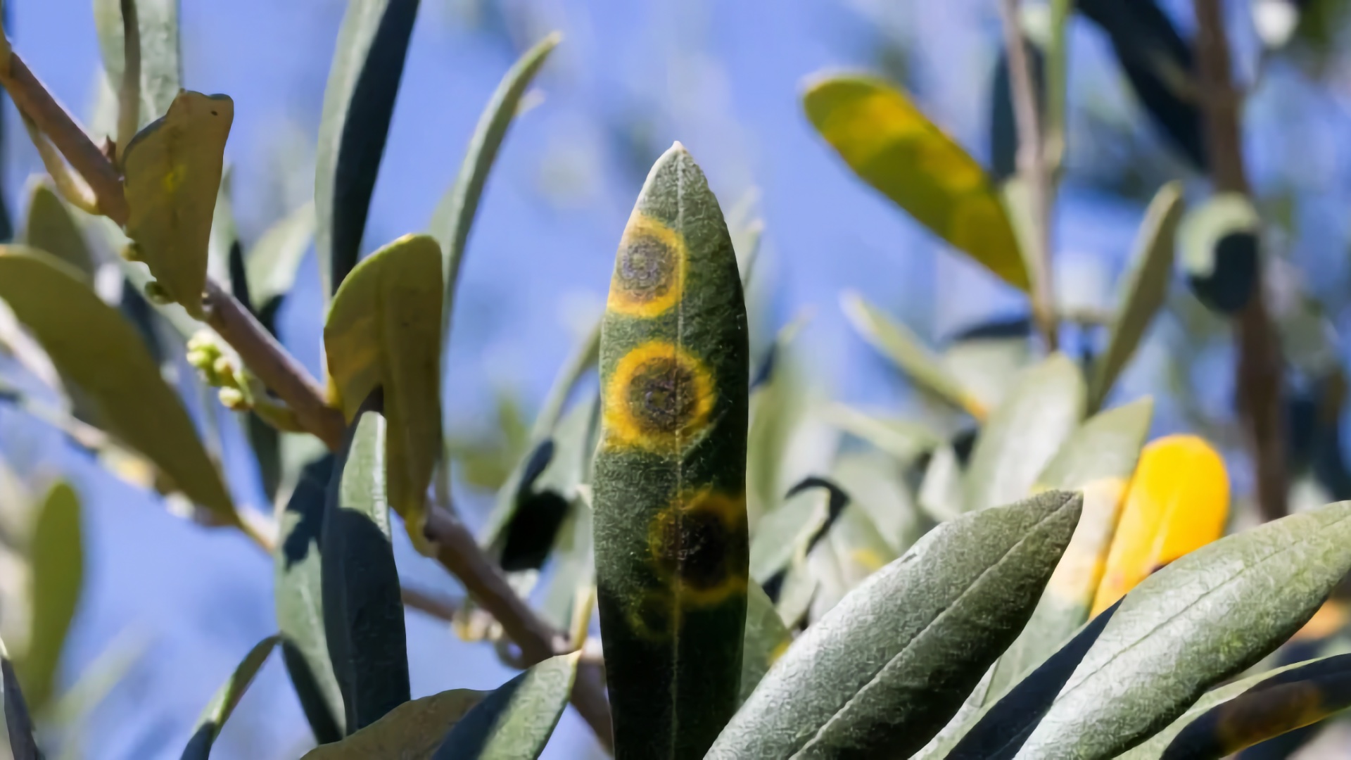 alt=“Prskanje maslina bakrenim fungicidima nakon berbe u Hercegovini”