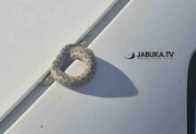 Poskok pronađen ispod haube parkiranog automobila u Čitluku