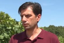 Hercegovački vinograd tijekom ljetnog sušnog razdoblja i ekstremno visokih temperatura
